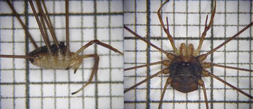 Dicranopalpus ramosus